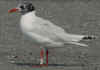 3cy Mediterranean Gull white 3FZ