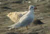 adult Mediterranean Gull in August. (85548 bytes)