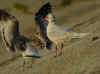 adult Mediterranean Gull in August. (66461 bytes)