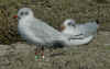adult Mediterranean Gull in August. (89219 bytes)