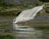 adult Mediterranean Gull in August. (95830 bytes)