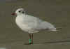 complete moult in 2cy Mediterranean Gull. (55400 bytes)