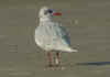 adult Mediterranean Gull in August. (66374 bytes)