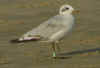 complete moult in 2cy Mediterranean Gull. (79340 bytes)