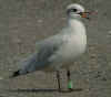 complete moult in 2cy Mediterranean Gull. (74951 bytes)
