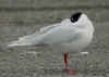 adult Mediterranean Gull white 2AY, in February. (67860 bytes)