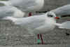 adult Mediterranean Gull green 219, in February. (63513 bytes)