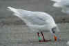adult Mediterranean Gull green K51, in February. (67556 bytes)