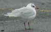 adult Mediterranean Gull green K88, in February. (54473 bytes)
