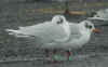 adult Mediterranean Gull green K42, in February. (58911 bytes)