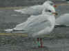3cy Mediterranean Gull ringed green 3CA9, in February. (64949 bytes)