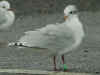 3cy Mediterranean Gull ringed green K57 in February. (67794 bytes)