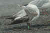 2cy Mediterranean Gull green 3LU4, in February. (70265 bytes)