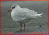adult Mediterranean Gull red 963 T, in February. (73560 bytes)
