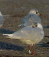 adult Mediterranean Gull white E99V (75923 bytes)
