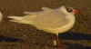 adult Mediterranean Gull white 39V (66005 bytes)