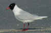 adult Mediterranean Gull in March. (56421 bytes)