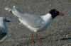 3cy Mediterranean Gull in March. (69630 bytes)