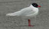 adult Mediterranean Gull in March. (57581 bytes)