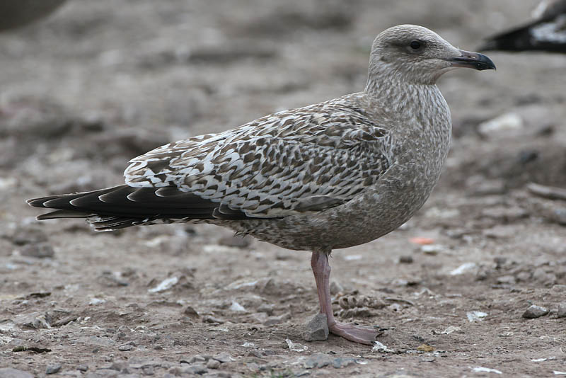 Gull Research Organisation