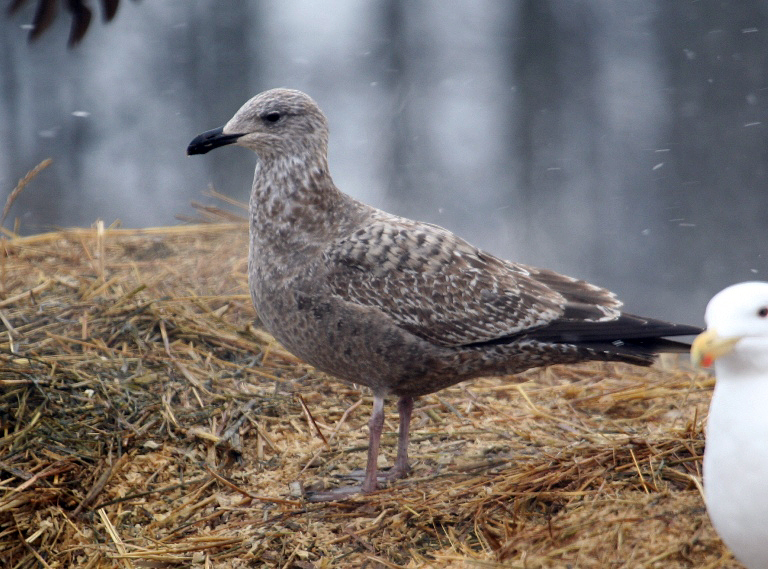 Gull Jan Rind Gull Research Organisation