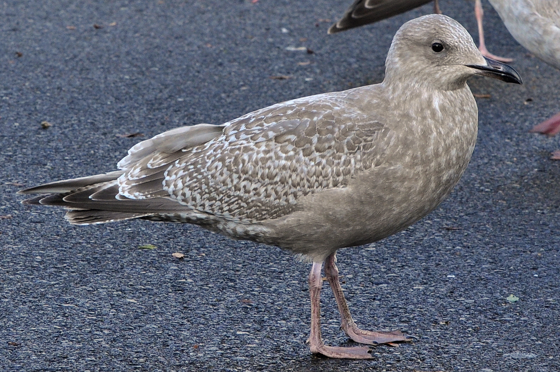 Gull Research Organisation