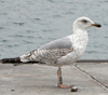 2cy michahellis in August, ringed in Switzerland.
