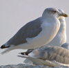 ad LBBG in winter, ringed in the Netherlands. (65647 bytes)