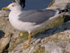 sub-adult michahellis Yellow-legged Gull in June. (23362 bytes)