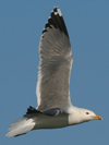 sub-adult michahellis Yellow-legged Gull in June. (23362 bytes)