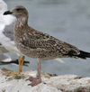 2cy michahellis in August, ringed in Switzerland.