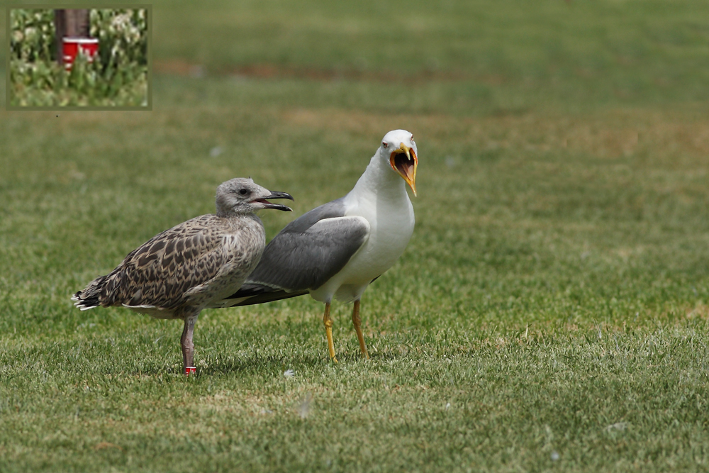 Gull Research Organisation