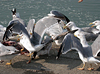adult michahellis Yellow-legged Gull in August. (65168 bytes)