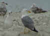 sub-adult michahellis Yellow-legged Gull in June. (53297 bytes)