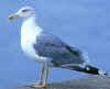 adult michahellis Yellow-legged Gull in August. (25497 bytes)