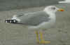 adult michahellis Yellow-legged Gull in October. (85337 bytes)