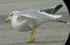 adult michahellis Yellow-legged Gull in October. (96914 bytes)