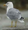 adult michahellis Yellow-legged Gull in September. (65082 bytes)